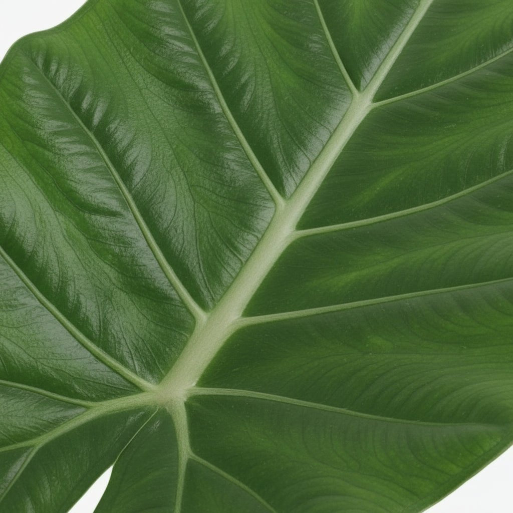 Alocasia Macrorrhiza — Elephant Ear — Ø19 cm — H70 cm - Verdeia - 2