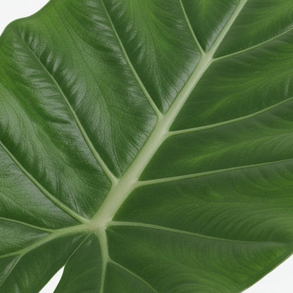 Alocasia Macrorrhiza — Elephant Ear — Ø19 cm — H70 cm - Verdeia - 2