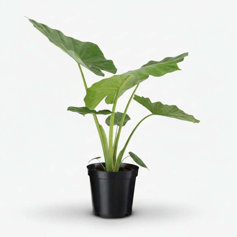 Alocasia Macrorrhiza — Oreja de elefante — Ø19 cm — H70 cm - Verdeia - 1