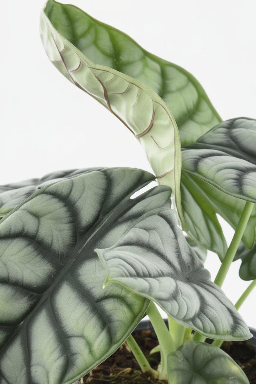 primer plano de las hojas del Alocasia Nebula Silver Compacta