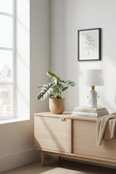 Alocasia Nebula Silver Compacta placed near the window on a wooden piece of furniture