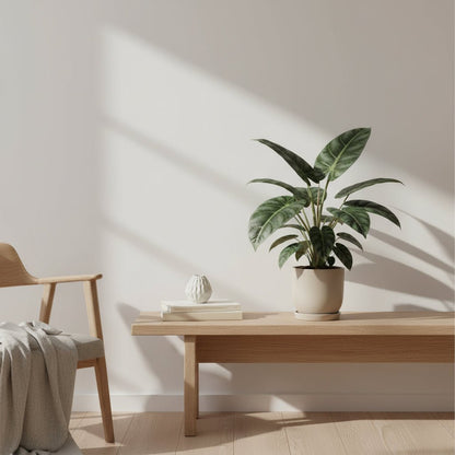 Mature Alocasia Nebula Silver Compacta on a bench in front of a white wall