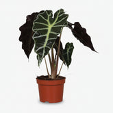 Alocasia Polly — Elephant Ear - Verdeia - 1