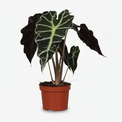 Alocasia Polly — Elephant Ear - Verdeia - 1