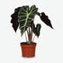 Alocasia Polly — Elephant Ear - Verdeia - 1