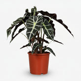 Alocasia Polly — Elephant Ear - Verdeia - 6