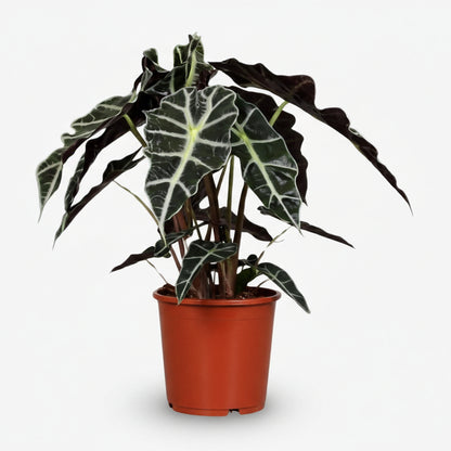 Alocasia Polly — Elephant Ear - Verdeia - 6