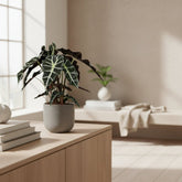 Alocasia Polly — Elephant Ear - Verdeia - 7