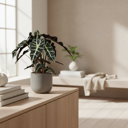 Alocasia Polly — Elephant Ear - Verdeia - 7