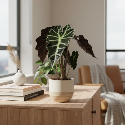 Alocasia Polly — Elephant Ear - Verdeia - 3