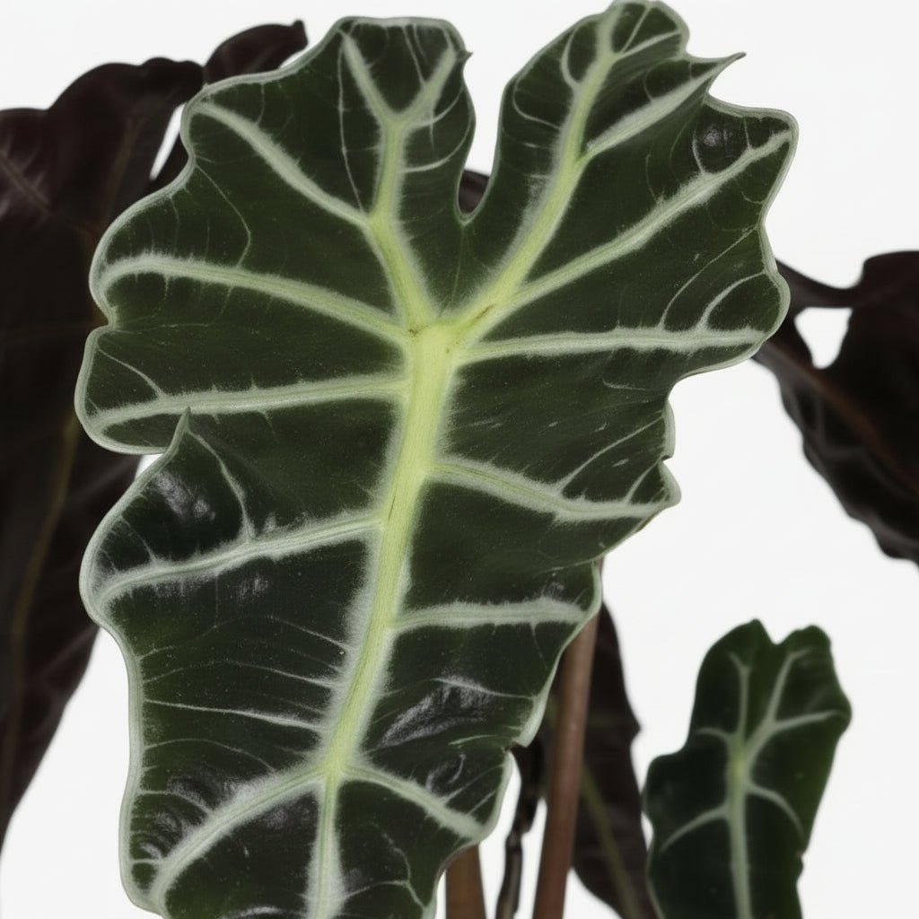 Alocasia Polly — Elefantenohr - Verdeia - 2