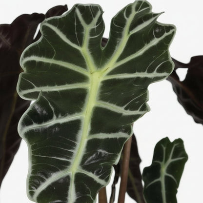 Alocasia Polly — Elephant Ear - Verdeia - 2