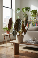 Alocasia Red Secret also placed in the living room behind the sofa