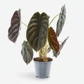 Alocasia Red Secret — Elephant ear in its gray growing pot on a white background