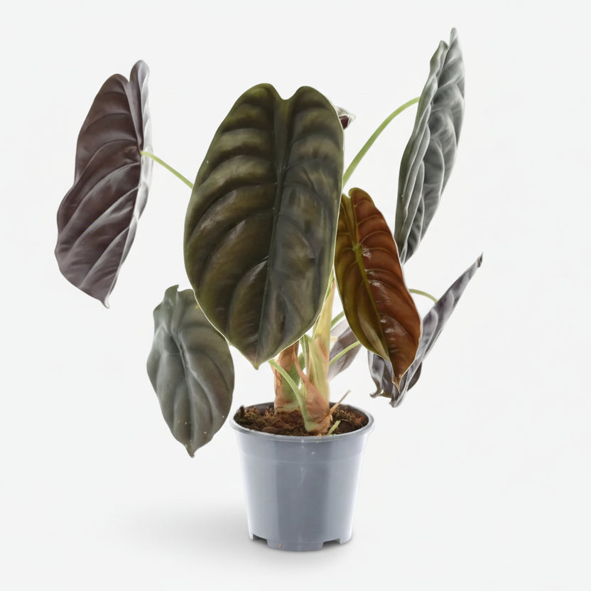 Alocasia Red Secret — Elephant ear in its gray growing pot on a white background