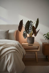 Alocasia Red Secret placed on a nightstand in a bedroom