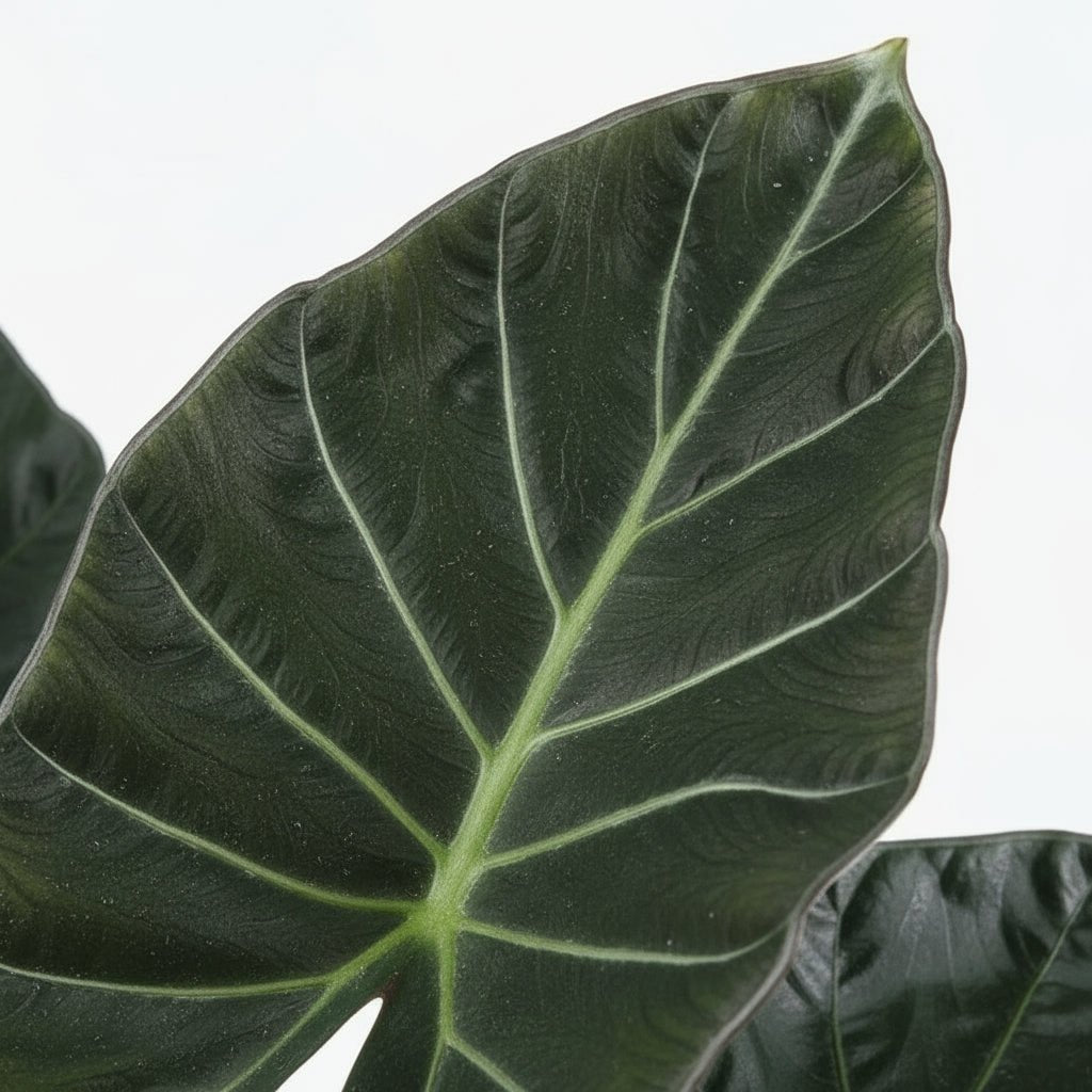 Alocasia Regal Shield — Sloní ucho — Ø21 cm — H90 cm - Verdeia - 2