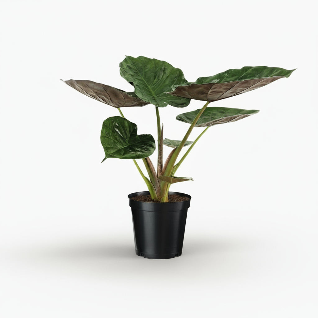 Alocasia wentii – Oreille d’éléphant tropicale - Verdeia
