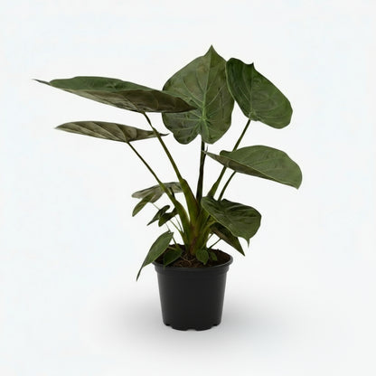 Alocasia wentii – Oreille d’éléphant tropicale - Verdeia