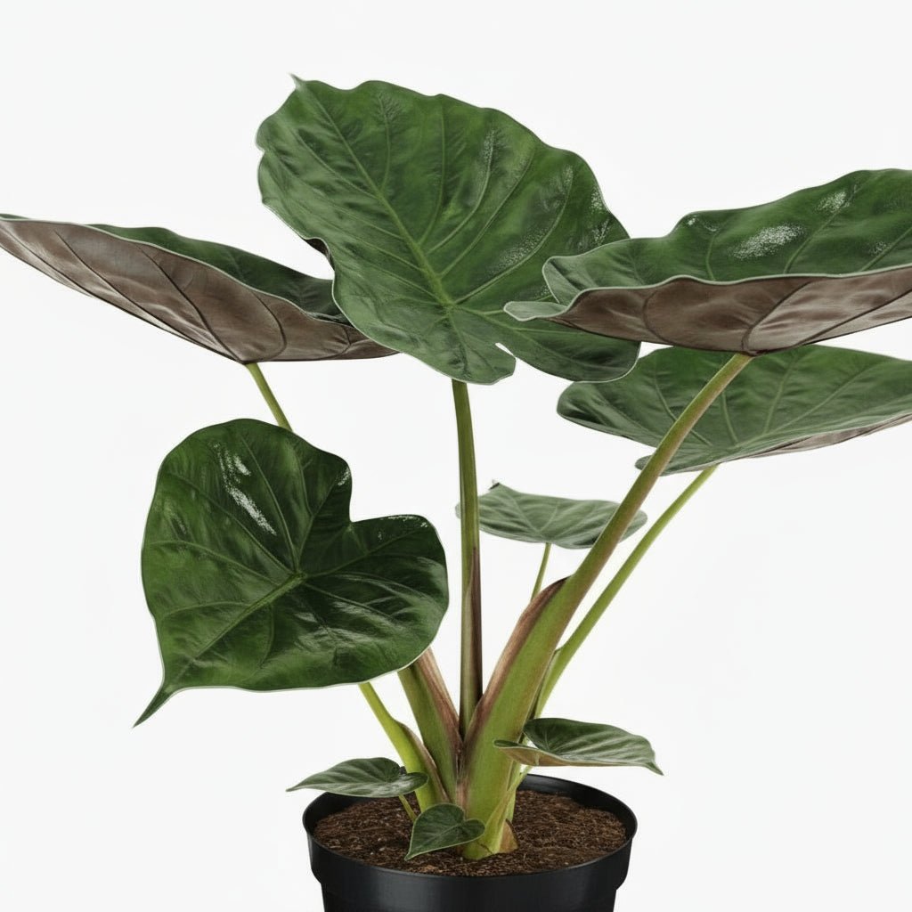 Alocasia wentii – Oreille d’éléphant tropicale - Verdeia