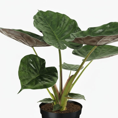 Alocasia wentii – Oreille d’éléphant tropicale - Verdeia
