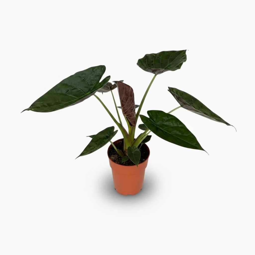 Alocasia wentii – Oreille d’éléphant tropicale - Verdeia