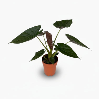 Alocasia wentii – Oreille d’éléphant tropicale - Verdeia