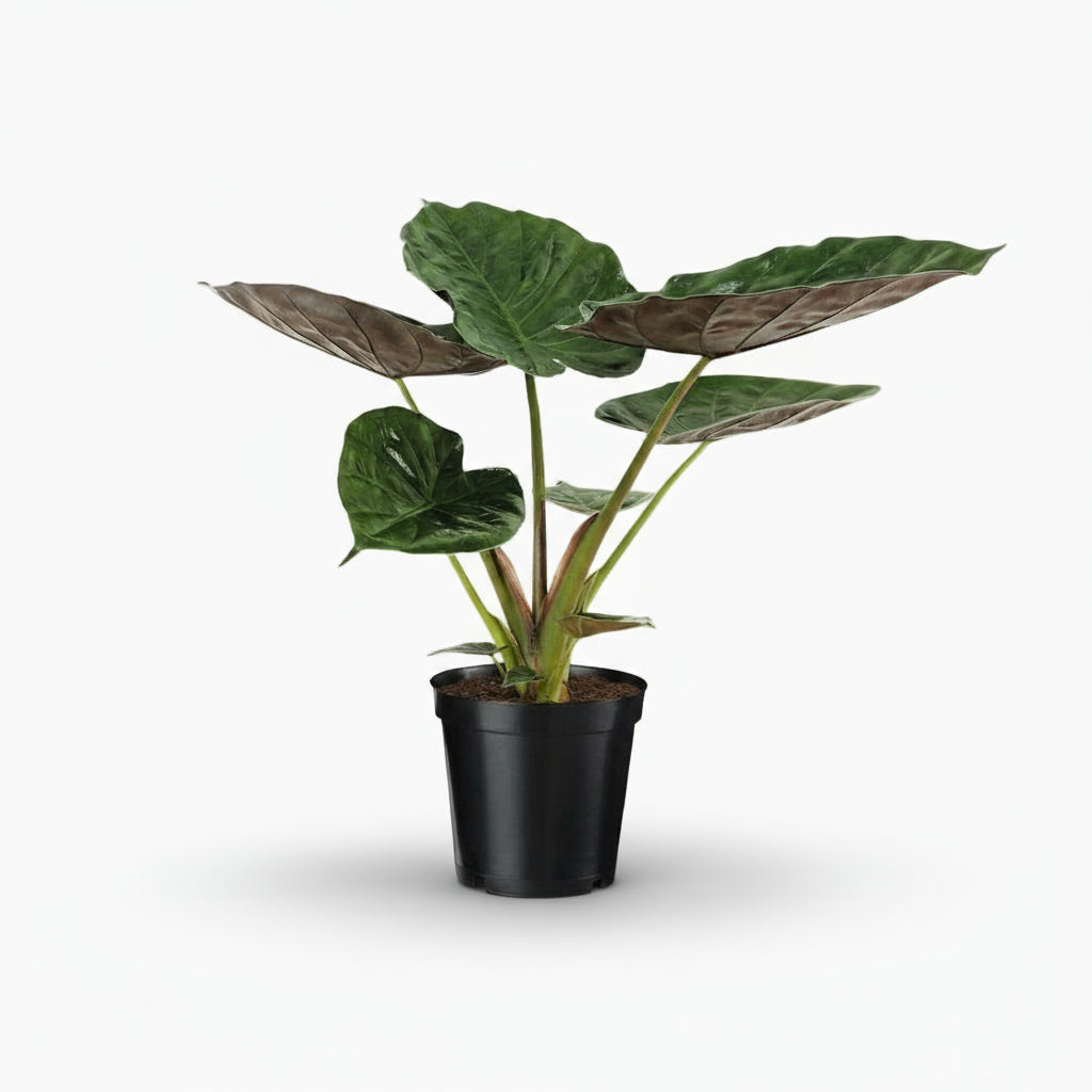 Alocasia wentii – Oreille d’éléphant tropicale - Verdeia