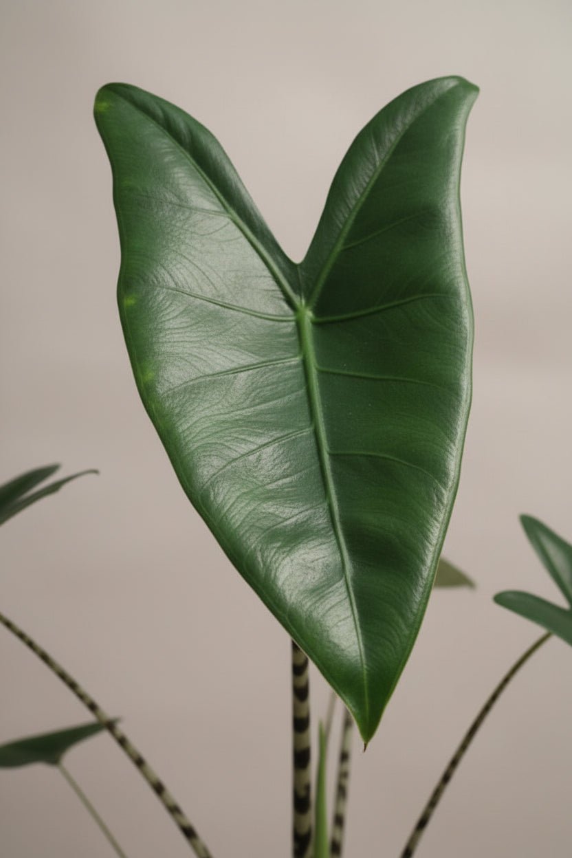 Alocasia Zebrina — Oreja de elefante — Ø21 cm — H80 cm - Verdeia - 2