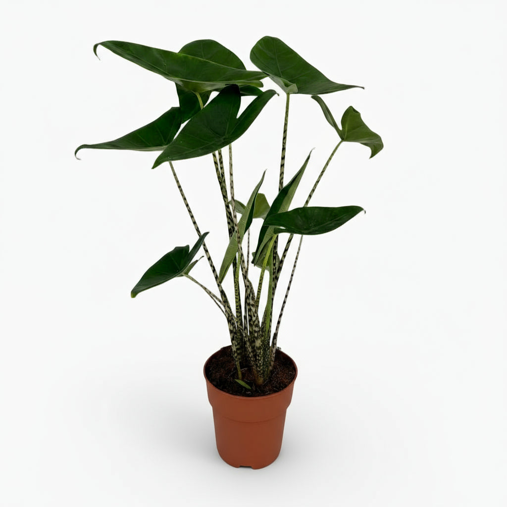 Alocasia zebrina – Oreille d’éléphant zébrée - Verdeia