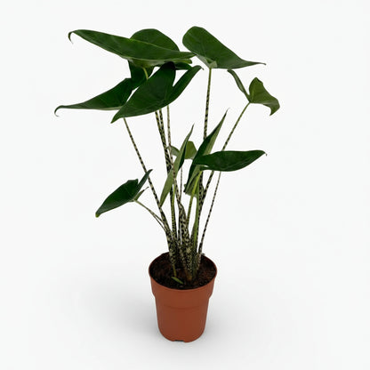 Alocasia zebrina – Oreille d’éléphant zébrée - Verdeia