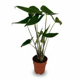 Alocasia zebrina (Oreille d&