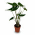 Alocasia zebrina (Oreille d&