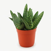 Aloe paradisicum — D10,5 x H15 cm - Verdeia - 1