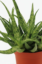 Aloe Spider — Ø10,5 cm — H15 cm - Verdeia - 2