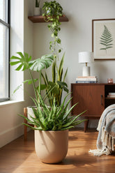 Aloe Spider — Ø10,5 cm — H15 cm - Verdeia - 5