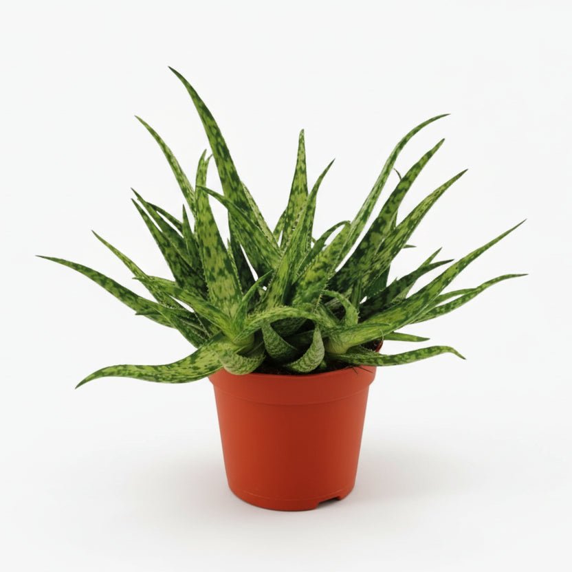 Aloe Spider — Ø10,5 cm — H15 cm - Verdeia - 1