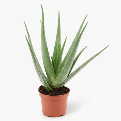 Aloe vera – Plante succulente purifiante - Verdeia