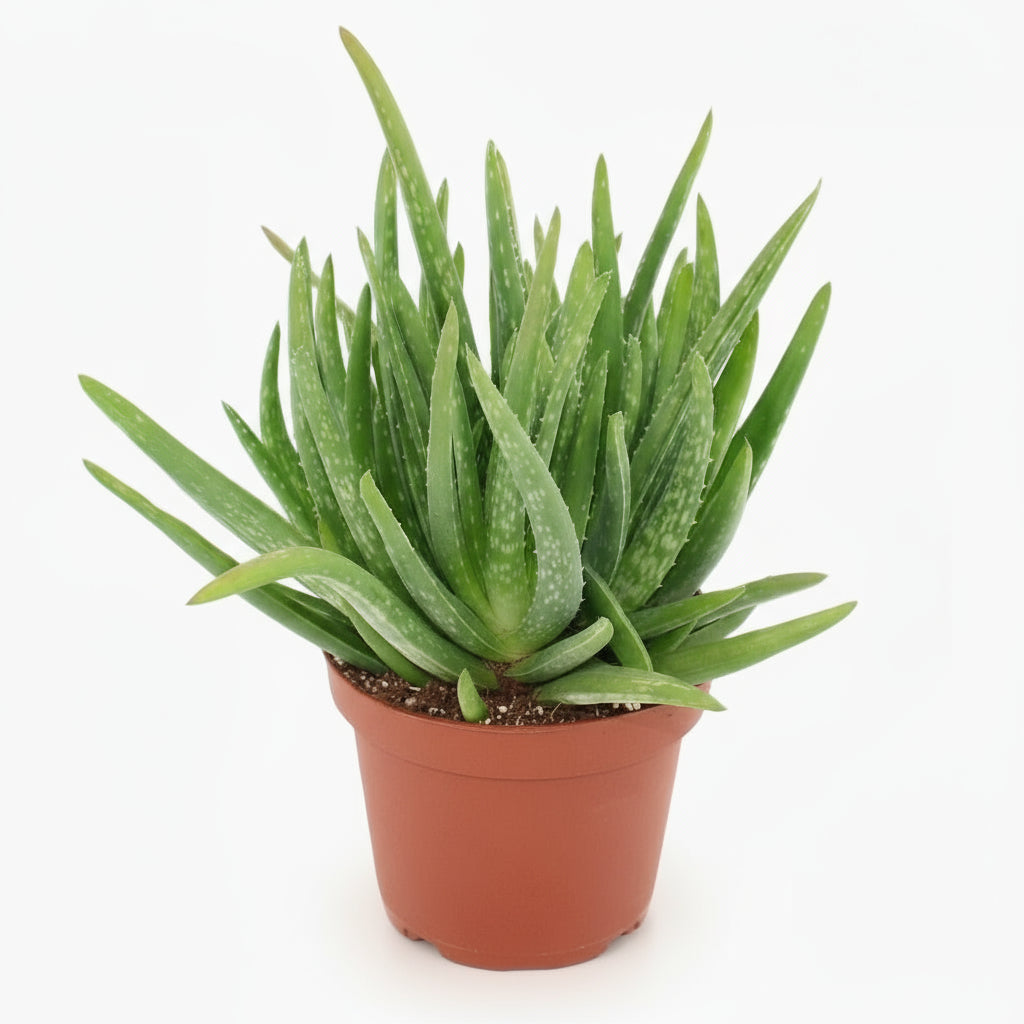 Aloe vera – Plante succulente purifiante - Verdeia