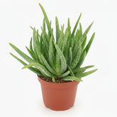 Aloe vera – Planta suculenta purificadora - Verdeia - 7