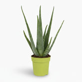 Aloe vera – Planta suculenta purificadora - Verdeia - 6