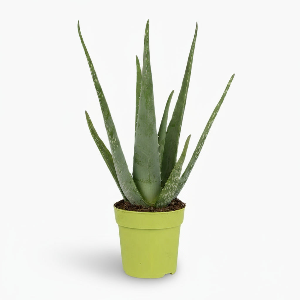Aloe vera – Luftrensende sukkulent - Verdeia - 6