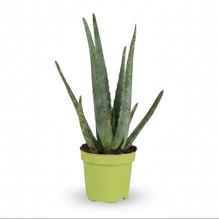 planta suculenta aloe vera Aloe vera — Suculenta gráfica a pleno sol