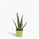 Aloe vera – Planta suculenta purificadora - Verdeia - 4