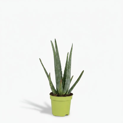 Aloe vera – Plante succulente purifiante - Verdeia