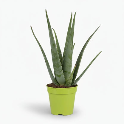 Aloe vera – Plante succulente purifiante - Verdeia