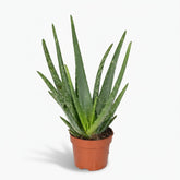 Aloe vera – Planta suculenta purificadora - Verdeia - 1
