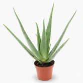 Aloe vera – Planta suculenta purificadora - Verdeia - 8