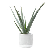 Aloe vera — Ø12 x H45 cm — Listo para colocar — Cerámica jade - Verdeia - 1