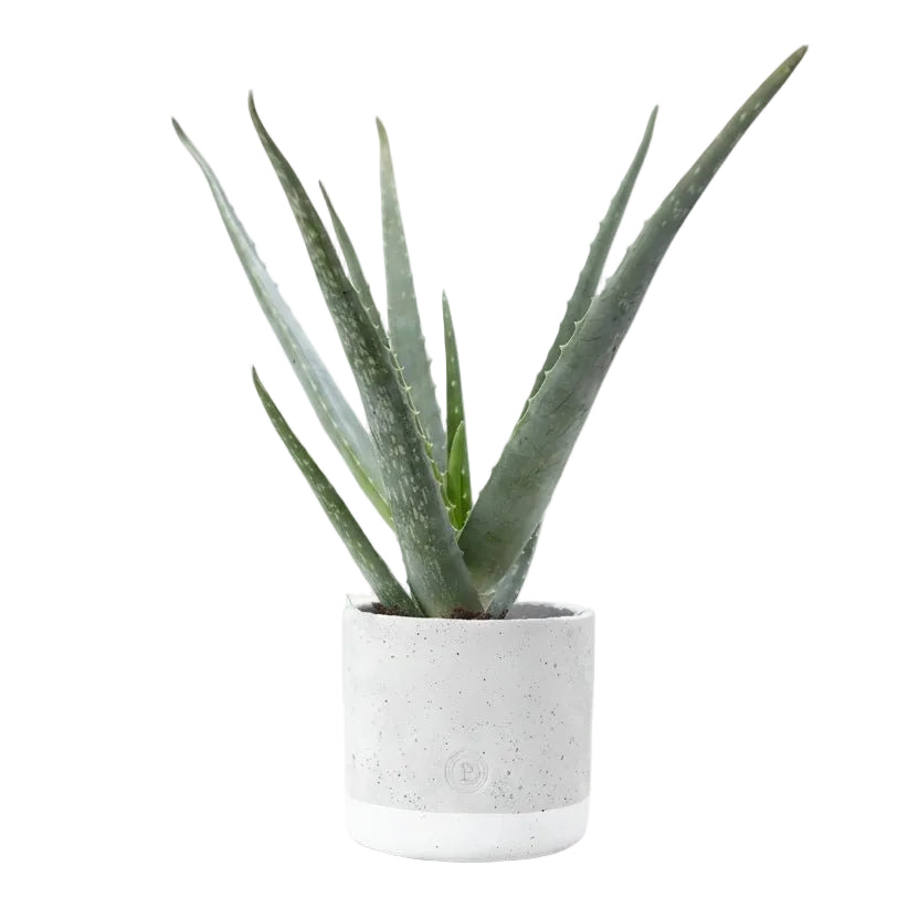 Aloe vera — Ø12 x H45 cm — Listo para colocar — Cerámica jade - Verdeia - 1